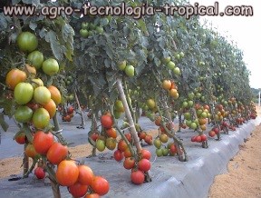 Tomate perita de crecimiento indeterminado